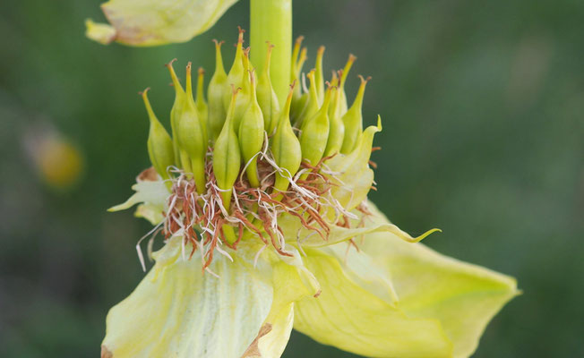 Italien, Vardjan-Enzian, Gentiana lutea ssp. vardjanii