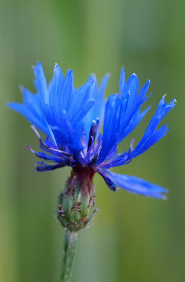 Österreich, Kornblume, Cyanus segetum 