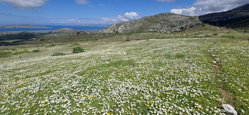 Blumenwiesen