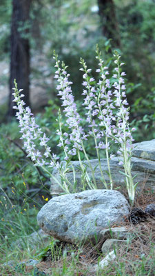 Cephalanthera kurdica, Kurdisches Waldvöglein