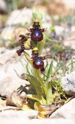 Ophrys speculum, Spiegel-Ragwurz, Griechenland