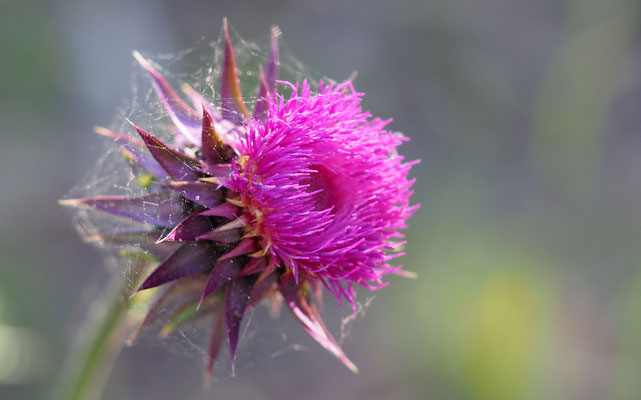 Kroatien, Nickende Distel, Carduus nutans agg.