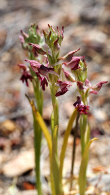 Anacamptis sancta, Heiliges Knabenkraut, Chios