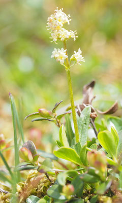 Österreich, Echter Speik, Valeriana celtica