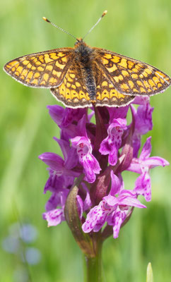 Dactylorhiza majalis, Breitblättrige Fingerwurz, Salzburg
