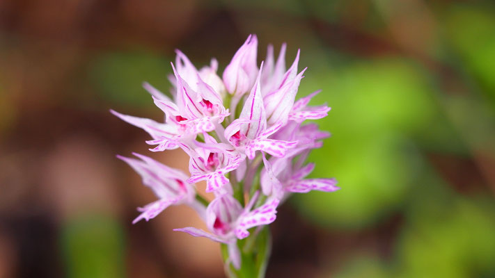 Dreizahn-Keuschständel, Neotinea tridentata (Kroatien)