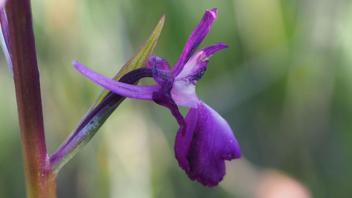 Anacamptis laxiflora, Lockerblütiges Knabenkraut