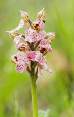 Orchis lactea, Milchweißes Knabenkraut, Albanien