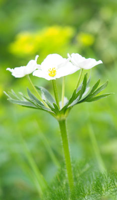 Österreich, Narzissenblütiges Windröschen, Anemone narcissiflora