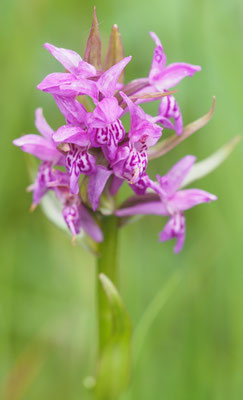 Dactylorhiza majalis, Breitblättrige Fingerwurz, Oberösterreich