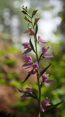 Cephalanthera kurdica, Kurdisches Waldvöglein, Türkei