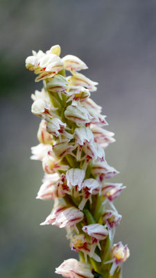 Neotinea maculata, Gefleckte Waldwurz (Keuschorchis), Samos
