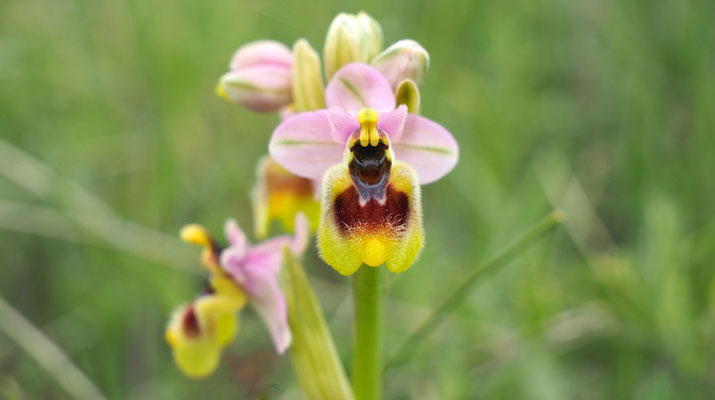 Wespen-Ragwurz, Ophrys tenthredinifera (Italien)