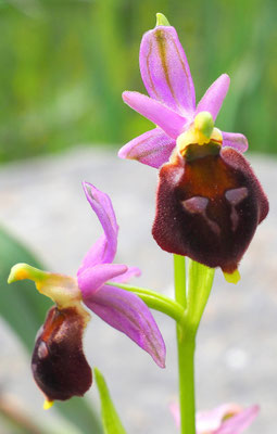 Ophrys biscutella, Brillen-Ragwurz, Italien