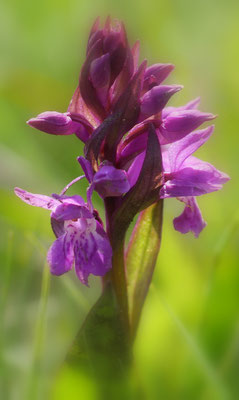 Dactylorhiza majalis, Breitblättrige Fingerwurz, Steiermark