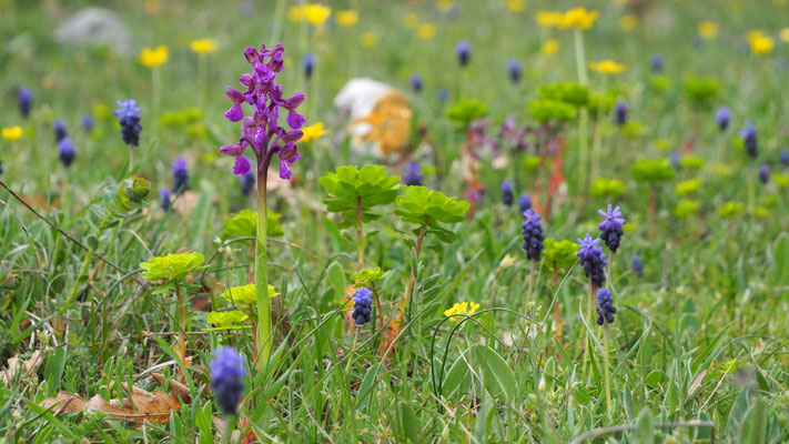 Klein-Hundswurz, Anacamptis morio (Italien)