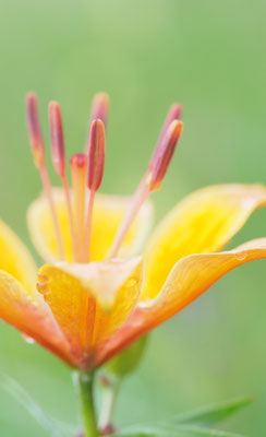 Österreich, Feuerlilie, Lilium bulbiferum