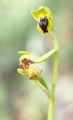 Ophrys lutea agg, Gelbe Ragwurz, Griechenland