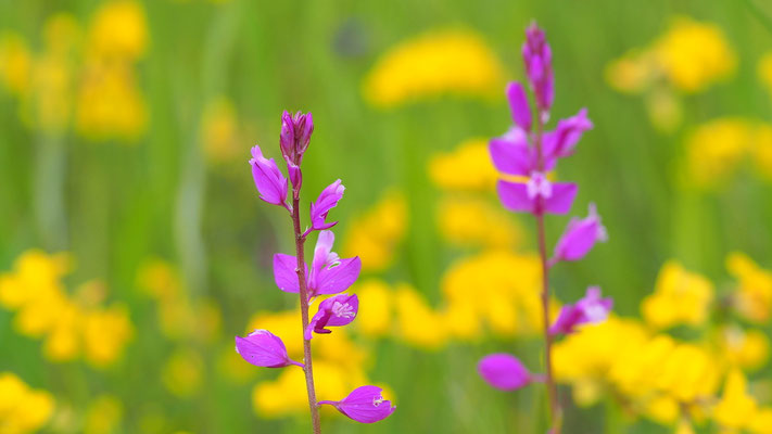 Kroatien, Groß-Kreuzblume, Polygala major
