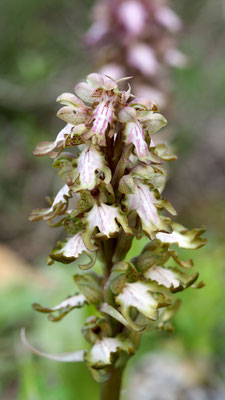 Himantoglossum robertianum, Riesen-Knabenkraut, Rhodos
