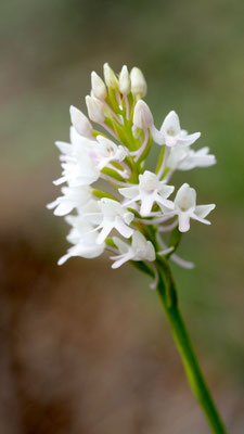 Anacamptis pyramidalis ssp. serotina, Spätblühende Pyramiden Hundswurz