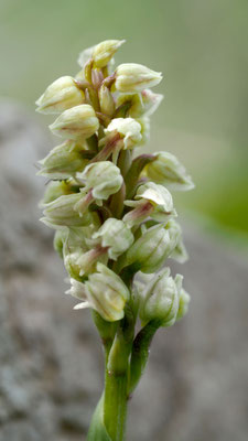 Neotinea maculata, Gefleckte Waldwurz (Keuschorchis), Rhodos