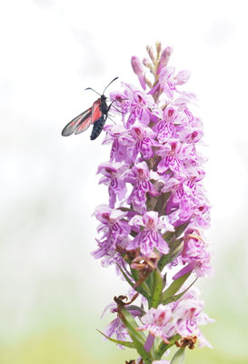 Dactylorhiza fuchsii, Fuchs-Fingerwurz, Oberösterreich