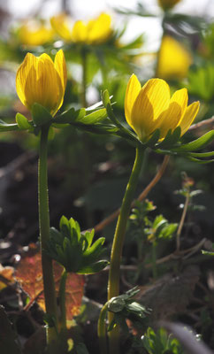 Österreich, Winterling, Eranthis hyemalis