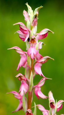 Anacamptis sancta, Heiliges Knabenkraut, Samos