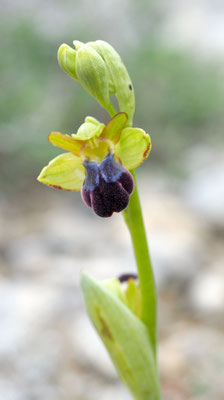 Ophrys iricolor, Regenbogen Ragwurz, Rhodos