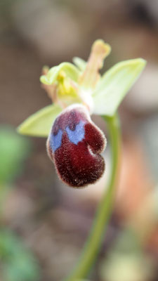 Ophrys omegaifera, Omega-Ragwurz