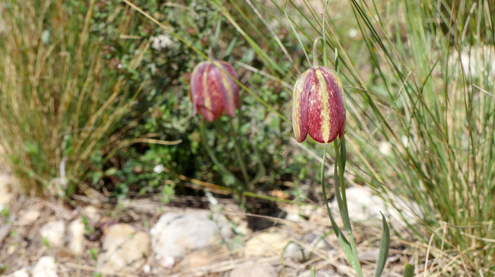 Spanien, Pyrenäen-Schachblume, Fritillaria pyrenaica ssp. pyrenaica