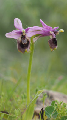 Ophrys tenthredinifera var. leochroma, Östliche Wespen-Ragwurz, Rhodos