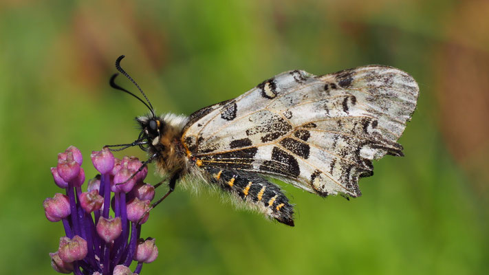 Zerynthia cerisy, Östlicher Osterluzeifalter