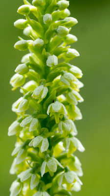 Pseudorchis albida, Höswurz, Oberösterreich