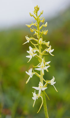 Platanthera bifolia, Weiße Waldhyazinthe, Italien