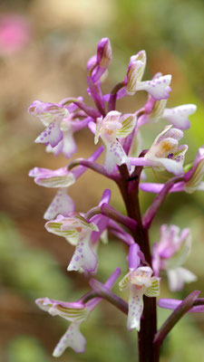 Anacamptis morio, ssp. caucasia, Kaukasisches Klein-Hundswurz, Samos