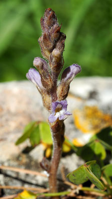 Orobanche ramosa, Hanf Würger