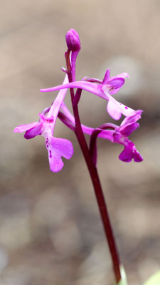 Orchis anatolica, Anatolisches Knabenkraut, Rhodos