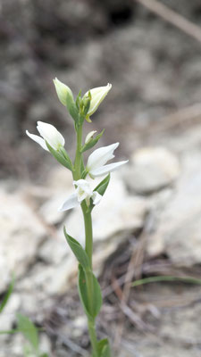 Cephalanthera epipactoides, Gesporntes Waldvöglein
