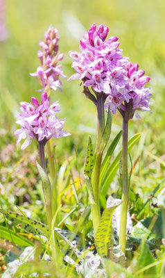 Dactylorhiza majalis, Breitblättrige Fingerwurz, Steiermark