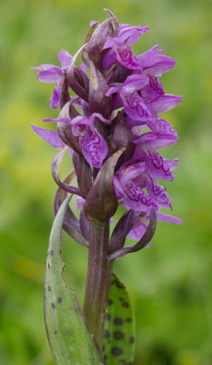 Dactylorhiza incarnata ssp. cruenta, Blutrote Fingerwurz, Südtirol