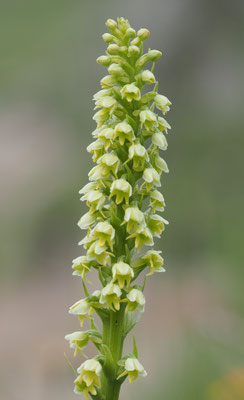 Pseudorchis albida, Höswurz, Osttirol