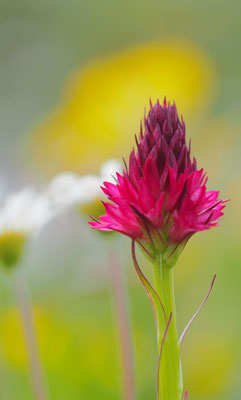 Nigritella rubra, Rotes Kohlröschen, Steiermark