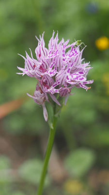 Neotinea tridentata, Dreizahn-Keuschständel, Samos