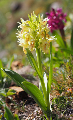 Dactylorhiza sambucina, Holunder-Fingerwurz, Oberösterreich