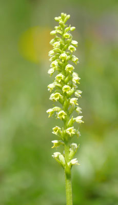 Pseudorchis albida, Höswurz, Steiermark