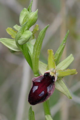 Ophrys promontorii, Vorgebirgs-Ragwurz, Italien