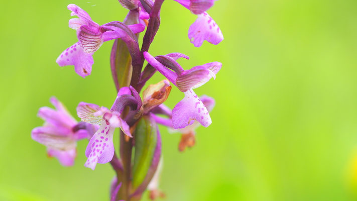 Klein-Hundswurz, Anacamptis morio (Kroatien)