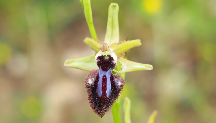 Schwarze Ragwurz, Ophrys incubacea (Italien)